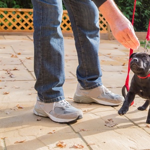 Puppy Training Options: Group Classes, Private Lessons, Online Training, or Puppy Dog School?