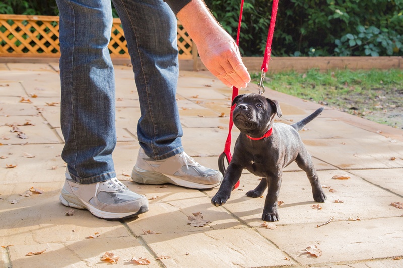 Puppy Training Options: Group Classes, Private Lessons, Online Training, or Puppy Dog School?