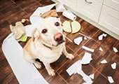 Help, My Puppy Hates Me! Why Your Puppy Bites You So Much