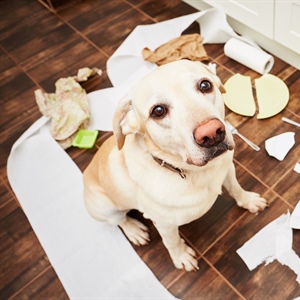 Help, My Puppy Hates Me! Why Your Puppy Bites You So Much