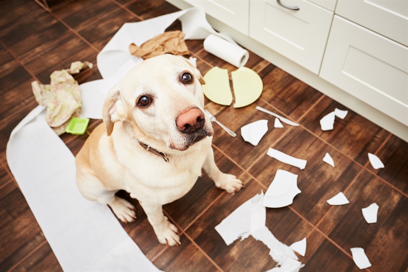 Help, My Puppy Hates Me! Why Your Puppy Bites You So Much