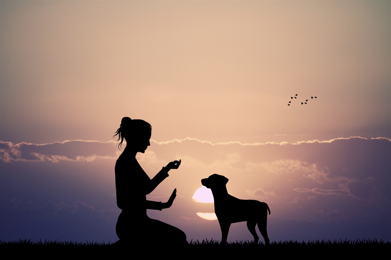 My Puppy Is Driving Me Crazy: What to Do When Your Dog Barks and Jumps at Everything