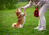 What Happens at Puppy Dog School? A Look Inside Puppy Day Training in Buffalo