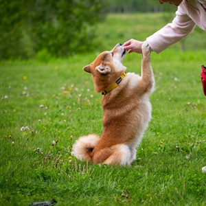 What Happens at Puppy Dog School? A Look Inside Puppy Day Training in Buffalo