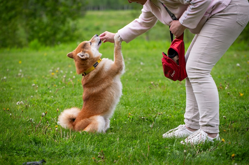 What Happens at Puppy Dog School? A Look Inside Puppy Day Training in Buffalo