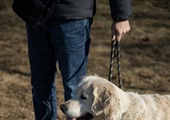 How Do I Get My Dog to Socialize With Other Dogs?