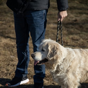 How Do I Get My Dog to Socialize With Other Dogs?