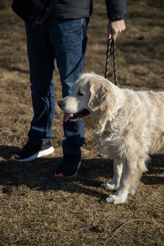 How Do I Get My Dog to Socialize With Other Dogs?