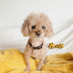 Back to School With a Dog: How to Prepare Your Puppy for a New Routine