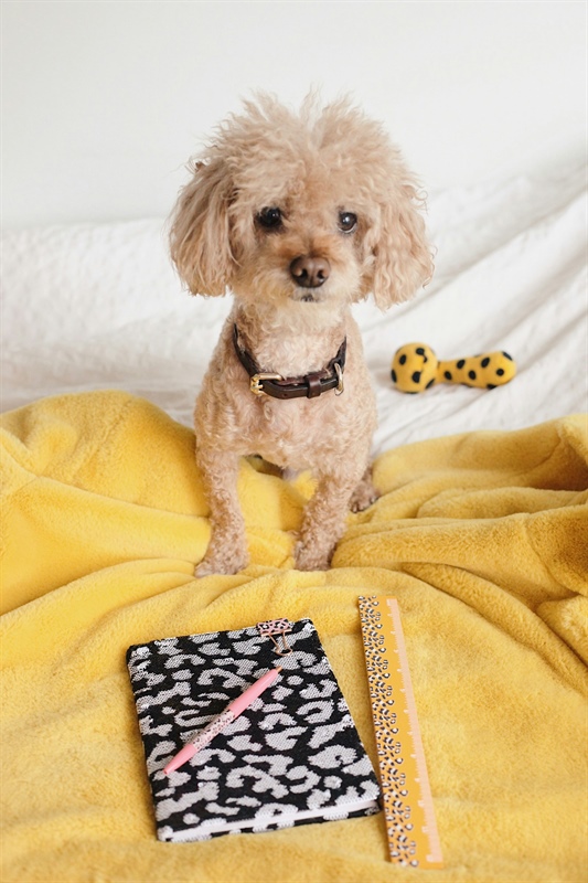 Back to School With a Dog: How to Prepare Your Puppy for a New Routine