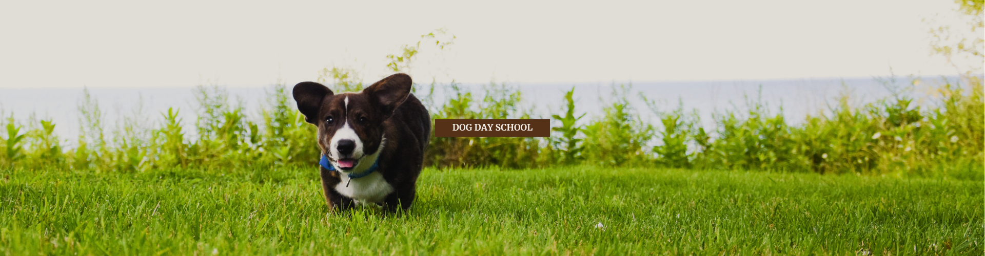 Dog Day School, Puppy Prep School - Sit n Stay Pet Services