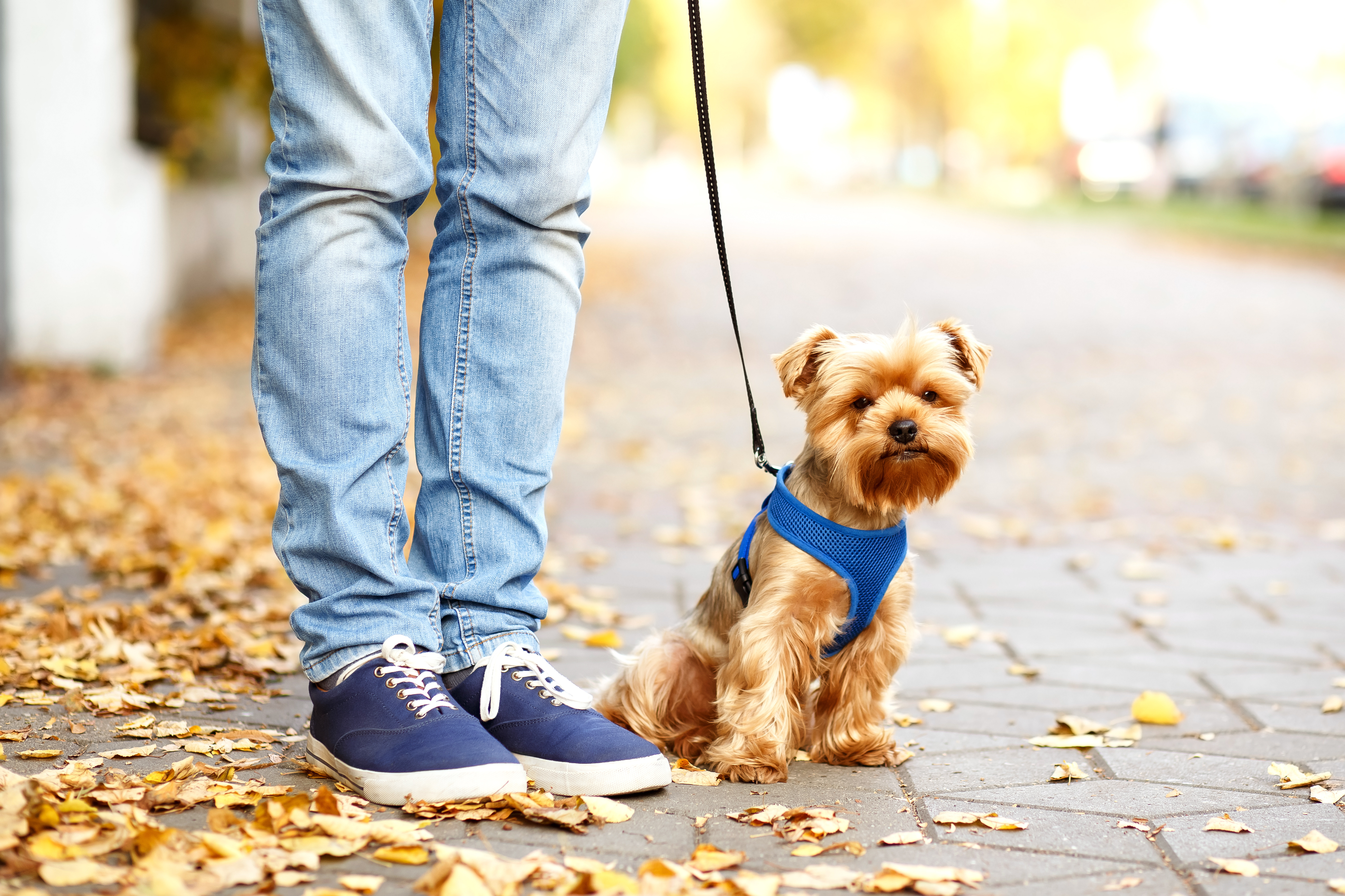Dog Training - Buffalo NY Dog Training - Buffalo NY