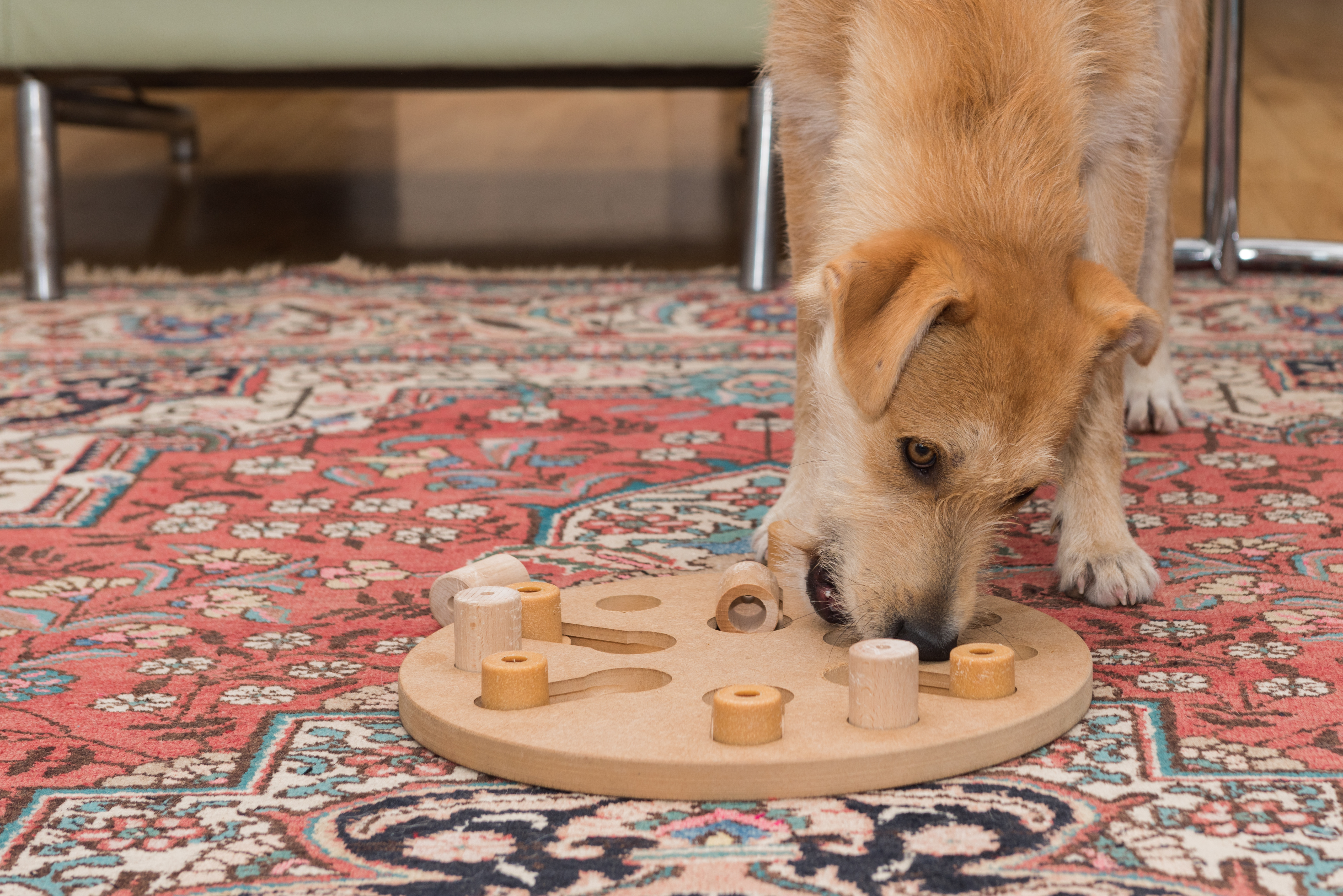 Dog Boarding, Dog Training, Dog Daycare, Enrichment - Orchard Park