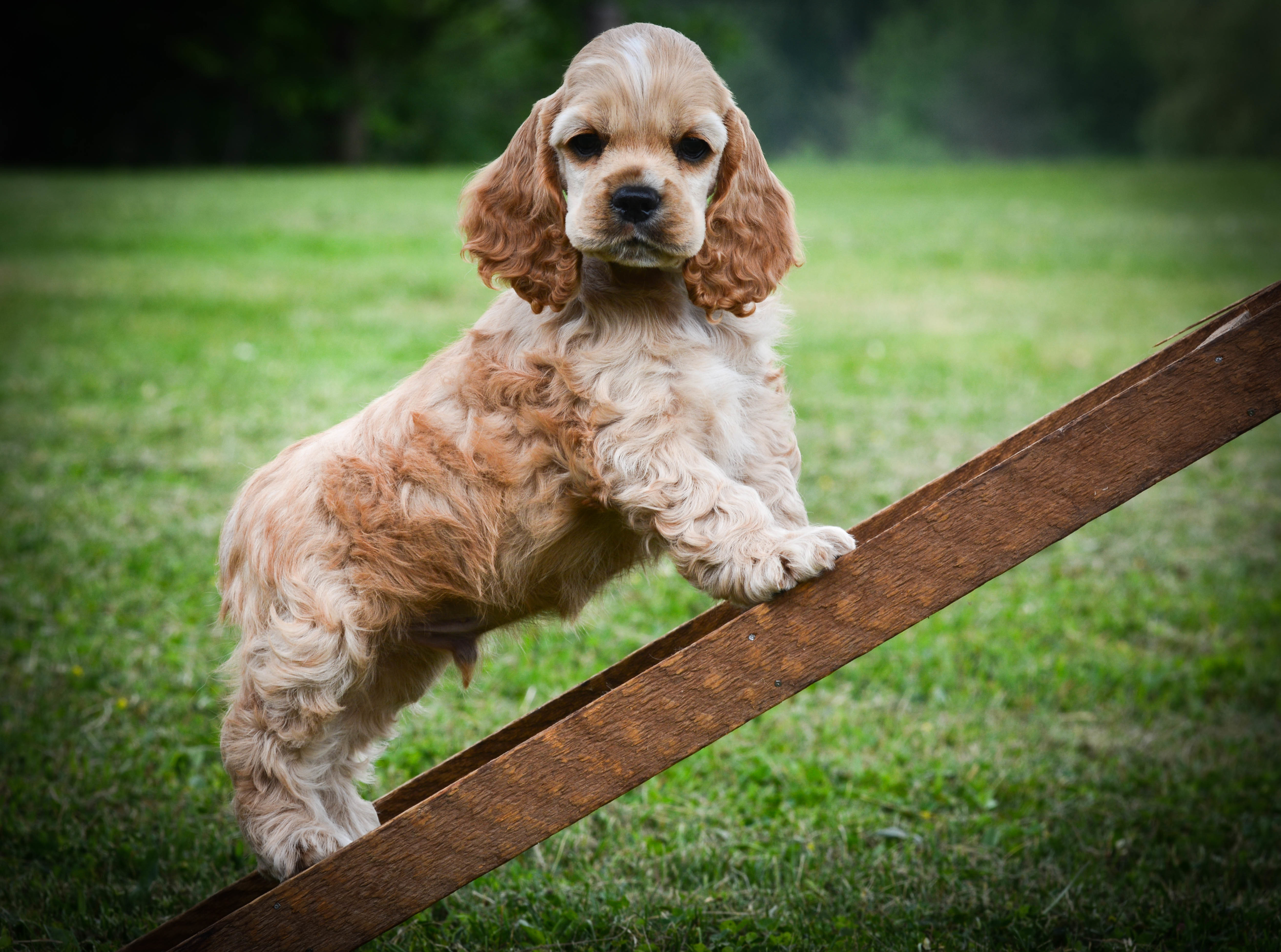 Dog School, Dog Training, Puppy Training - Orchard Park