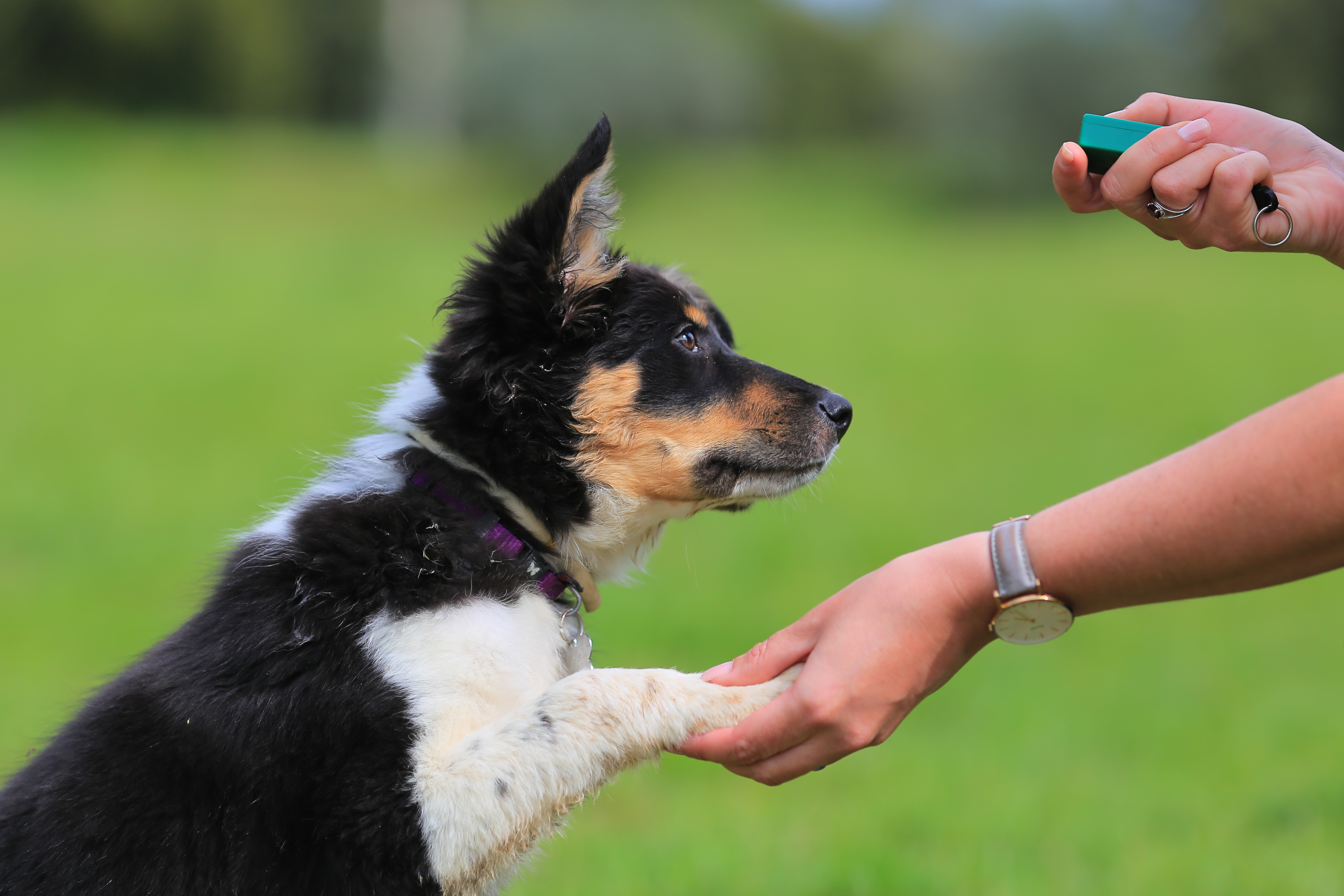 Dog Training - Sit n Stay Pet Services - Orchard Park, West Seneca