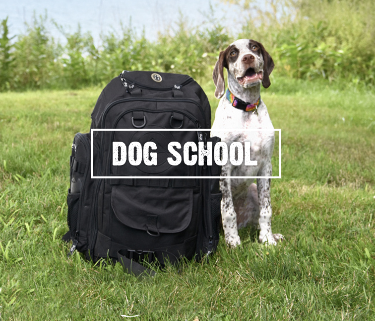 Dog Day School, Buffalo NY - Sit n' Stay Professional Dog Training