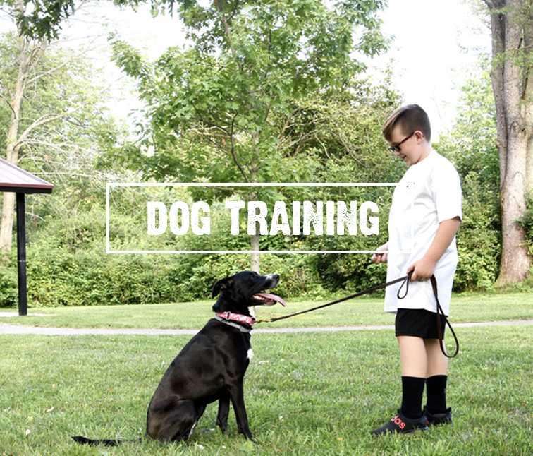 Dog Training, Buffalo NY - Sit n' Stay Professional Dog Training