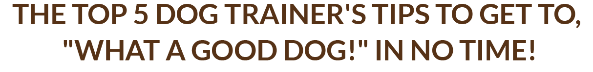 The Top 5 Dog Trainer's Tips to get to, "What a Good Dog!" in No Time!