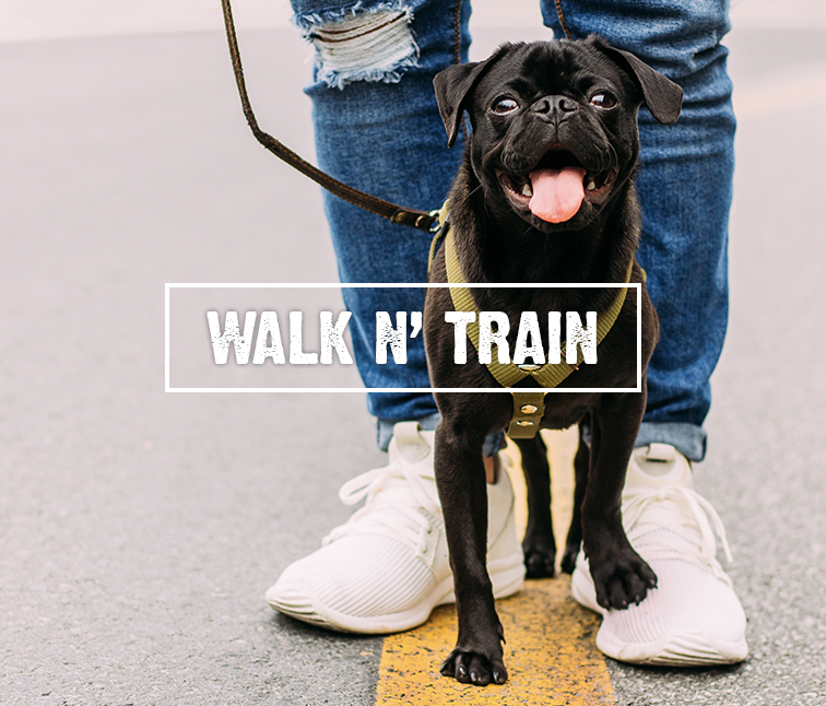 Dog Training,  Dog Walking Buffalo NY - Sit n' Stay Professional Dog Training