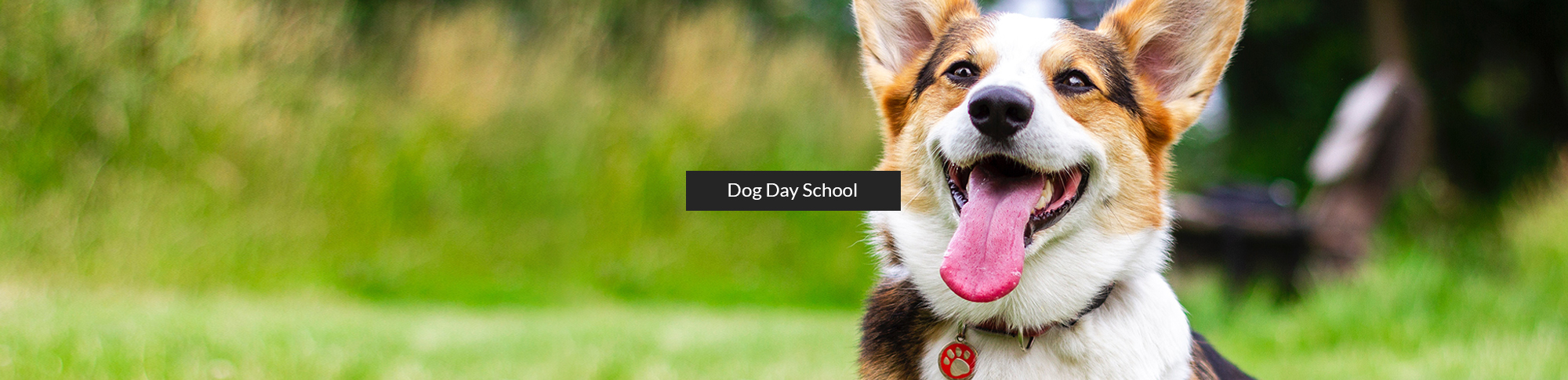 Dog Day School, Puppy Prep School - Sit n Stay Pet Services