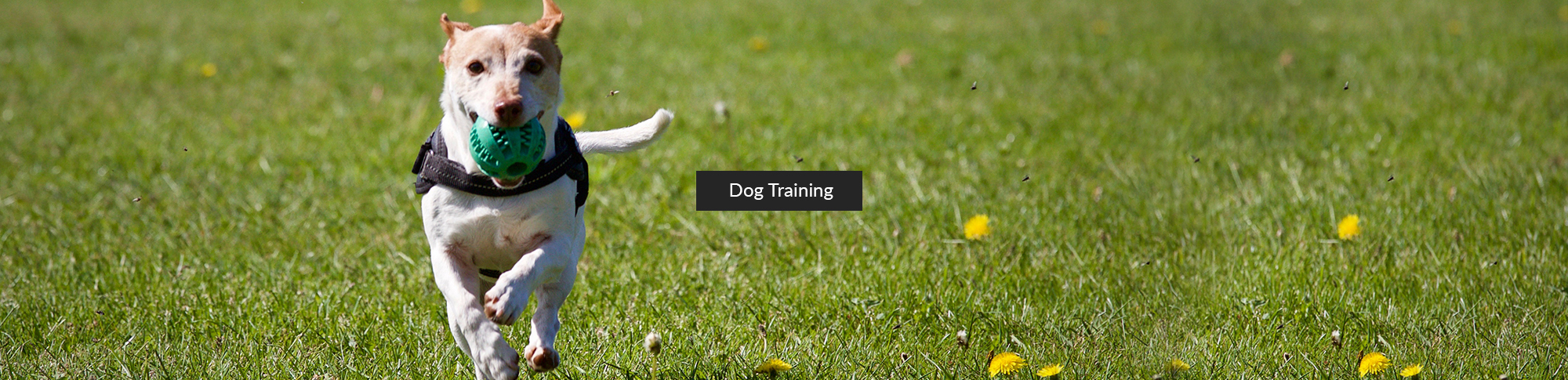 Dog Training - Sit n' Stay Pet Services