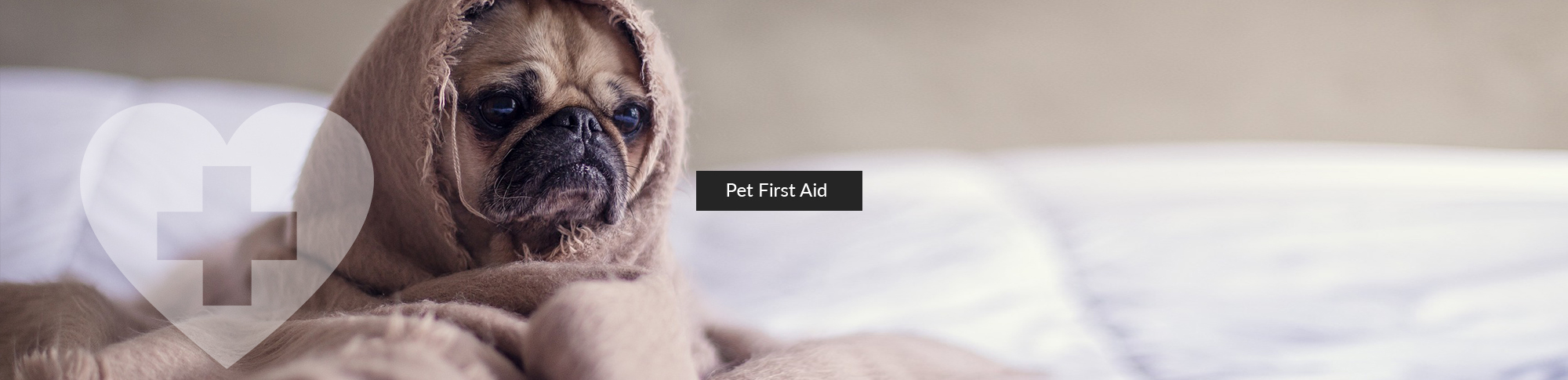 Pet First Aid - Sit n' Stay Pet Services Buffalo NY