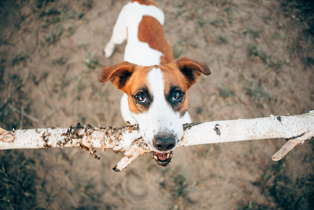 Dog Training - Orchard Park, West Seneca