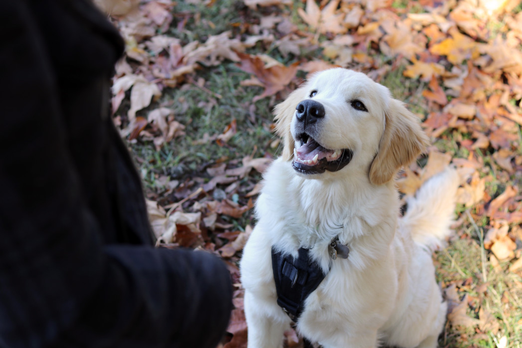 Dog Training - Orchard Park, West Seneca